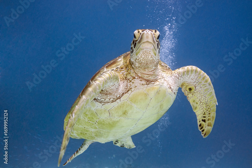 Green turtle in the blue background