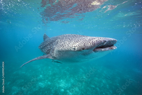 Big whale shark on the blue background