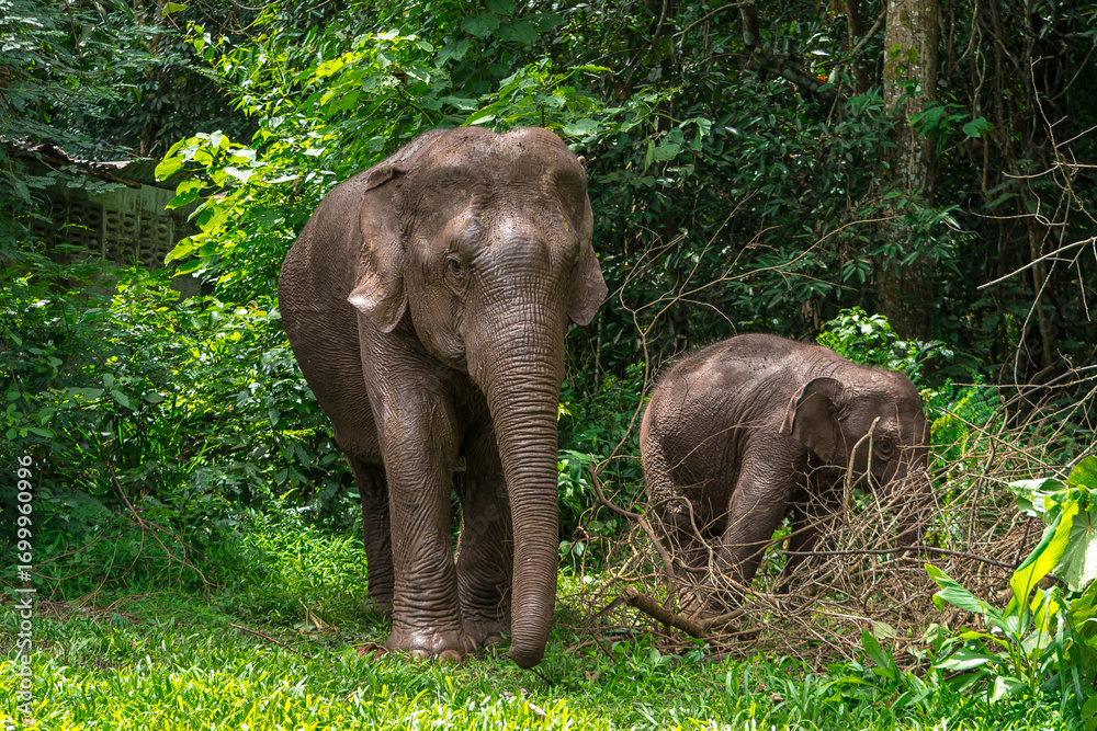 Fototapeta premium Its body is gray, its snout is called the trunk. The trunk of the Asian elephant has only one beak. Nakhon Ratchasima, Thailand. 