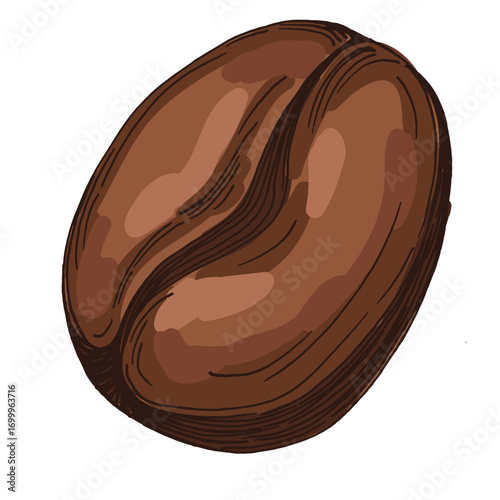 Coffee beans illustration, roasted and raw coffee beans vector, fresh aromatic coffee, hand drawn botanical clipart for invitations, posters, banners and designs