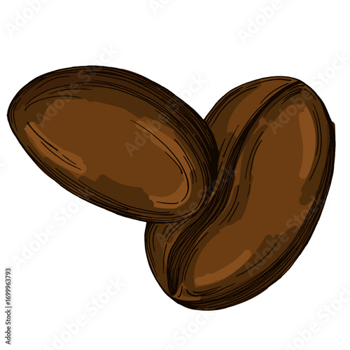 Coffee beans illustration, roasted and raw coffee beans vector, fresh aromatic coffee, hand drawn botanical clipart for invitations, posters, banners and designs
