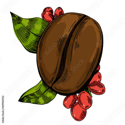 Coffee beans illustration, roasted and raw coffee beans vector, fresh aromatic coffee, hand drawn botanical clipart for invitations, posters, banners and designs