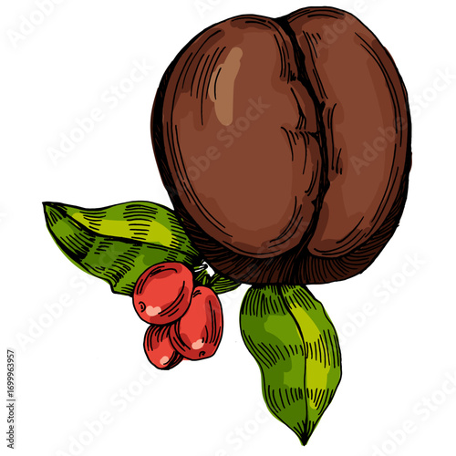 Coffee beans illustration, roasted and raw coffee beans vector, fresh aromatic coffee, hand drawn botanical clipart for invitations, posters, banners and designs