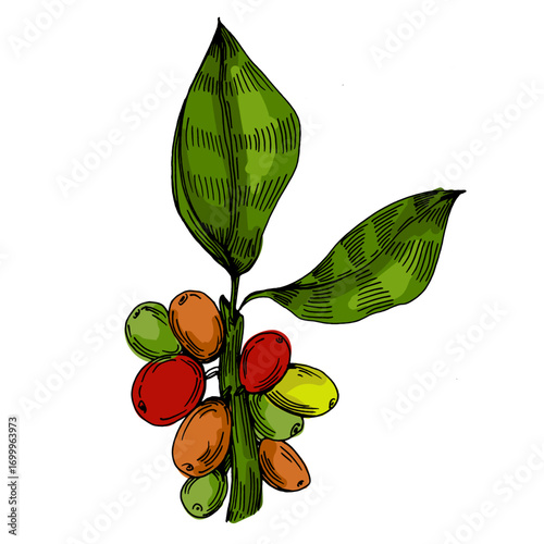 Coffee beans illustration, roasted and raw coffee beans vector, fresh aromatic coffee, hand drawn botanical clipart for invitations, posters, banners and designs