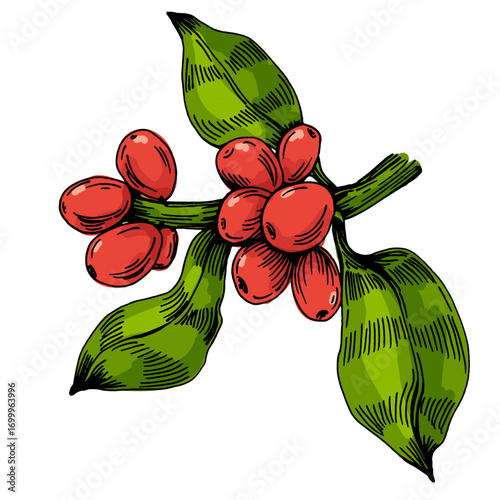 Coffee beans illustration, roasted and raw coffee beans vector, fresh aromatic coffee, hand drawn botanical clipart for invitations, posters, banners and designs