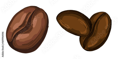 Coffee beans illustration, roasted and raw coffee beans vector, fresh aromatic coffee, hand drawn botanical clipart for invitations, posters, banners and designs