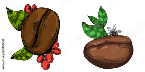 Coffee beans illustration, roasted and raw coffee beans vector, fresh aromatic coffee, hand drawn botanical clipart for invitations, posters, banners and designs