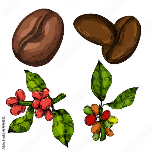 Coffee beans illustration, roasted and raw coffee beans vector, fresh aromatic coffee, hand drawn botanical clipart for invitations, posters, banners and designs