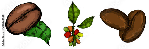 Coffee beans illustration, roasted and raw coffee beans vector, fresh aromatic coffee, hand drawn botanical clipart for invitations, posters, banners and designs