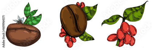 Coffee beans illustration, roasted and raw coffee beans vector, fresh aromatic coffee, hand drawn botanical clipart for invitations, posters, banners and designs