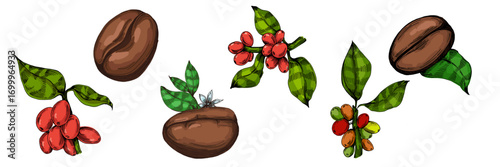 Coffee beans illustration, roasted and raw coffee beans vector, fresh aromatic coffee, hand drawn botanical clipart for invitations, posters, banners and designs