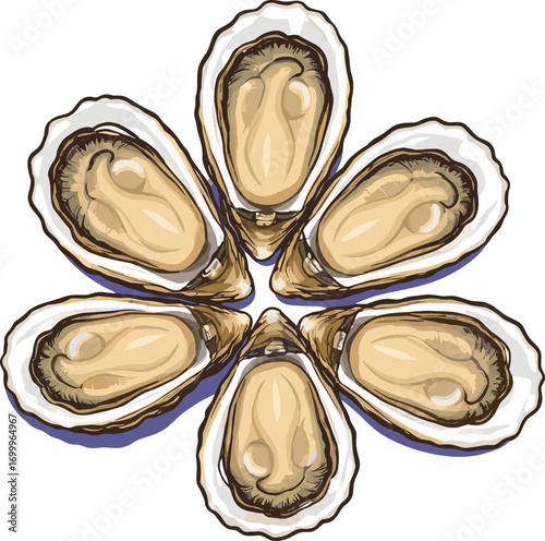 Fresh Oysters Vector Illustration
