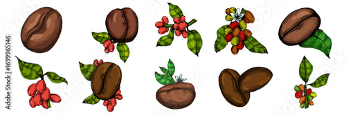 Coffee beans illustration, roasted and raw coffee beans vector, fresh aromatic coffee, hand drawn botanical clipart for invitations, posters, banners and designs