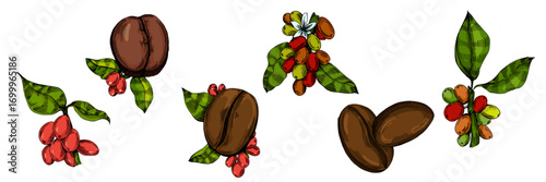 Coffee beans illustration, roasted and raw coffee beans vector, fresh aromatic coffee, hand drawn botanical clipart for invitations, posters, banners and designs