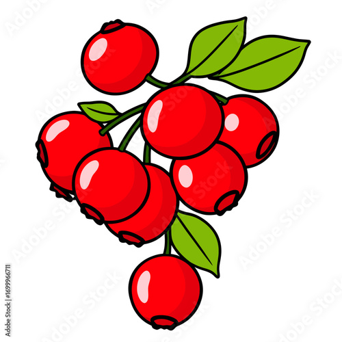 Cluster of red cranberries in clean 2D flat vector style, bold outline, ideal for juice labels, holiday designs, and superfood recipe graphics.