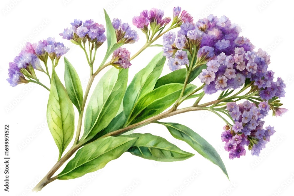 Fototapeta premium Watercolor Painting of Purple Statice Flowers with Green Leaves on White Background