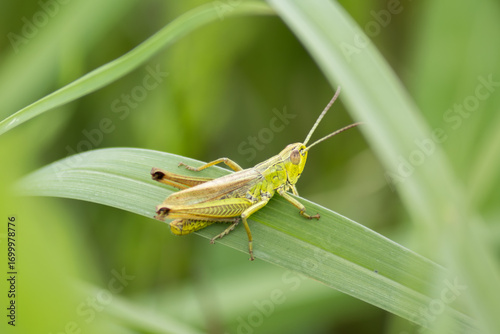Grasshopper perched on a blade of grass, captured in close-up. A detailed macro shot highlighting its green body, jumping legs, and natural grassy habitat.