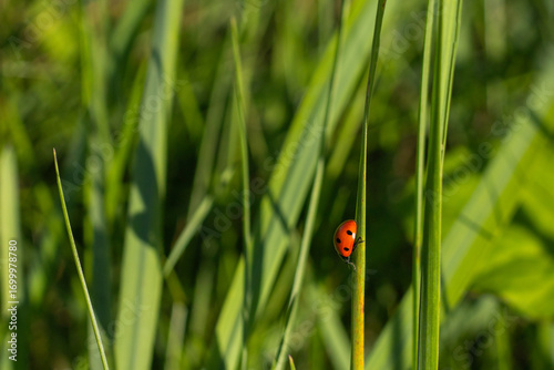 Ladybug resting on green grass, captured in close-up. A macro photograph highlighting its distinctive red wings with black spots and intricate details in its natural habitat.