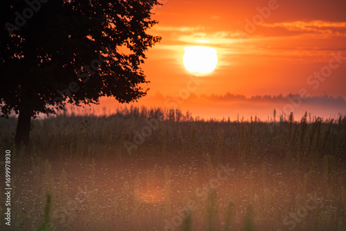Scenic meadow bathed in the golden light of sunrise, with a gentle mist rising above the grass. A peaceful natural landscape perfect for nature, relaxation, and eco themes.