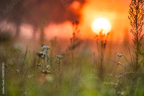 Scenic meadow bathed in the golden light of sunrise, with a gentle mist rising above the grass. A peaceful natural landscape perfect for nature, relaxation, and eco themes.