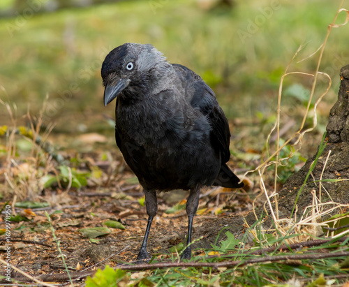 Close-up of a raven with detailed feathers and a sharp gaze. A striking, high-contrast portrait of a wild bird in natural light.