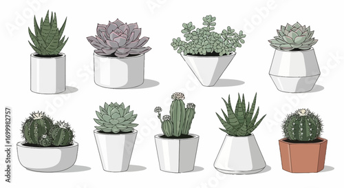 Assorted Collection of Succulents in White and Terracotta Pots, Ideal for Botanical Designs and Decorative Plant Arrangements