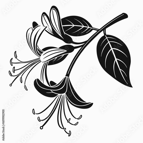 Honeysuckle Flowers and Leaves Silhouette Illustration.