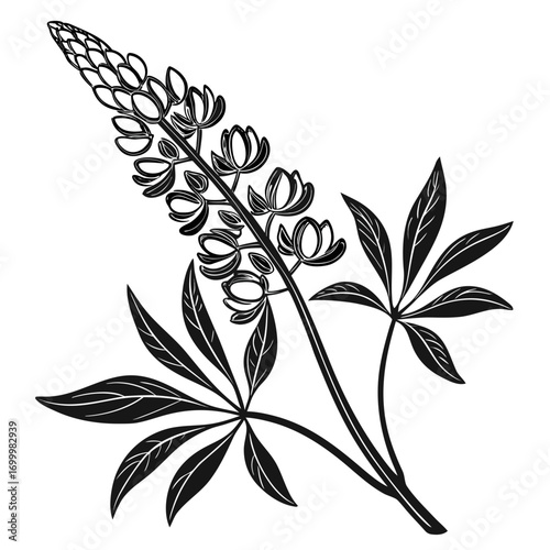 Lupine Flower Botanical Illustration Black and White.