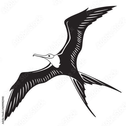 Magnificent Frigatebird Flying Vector Illustration.