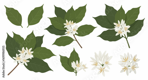 Delicate Coffee Plant Blossoms and Leaves Vector Illustration for Botanical Studies and Agricultural Infographics, Coffee Industry and Natural Product Design