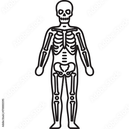 Line drawing of a human skeleton isolated on white background this simple illustration depicts the skeletal structure of a human body, suitable for educational or medical purposes