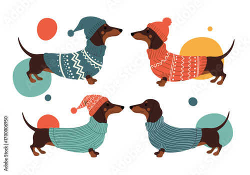 Adorable dachshunds wearing cozy knitted sweaters and hats celebrating autumn and winter fashion