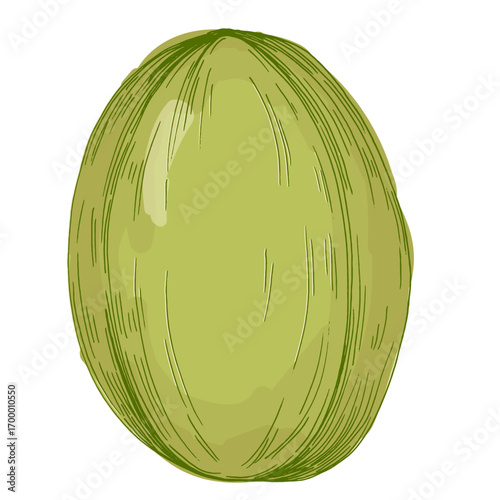 Melon fruit illustration, ripe cantaloupe vector, whole and sliced juicy tropical melon, fresh organic healthy food, summer dessert, vegetarian diet, hand drawn isolated clipart design.