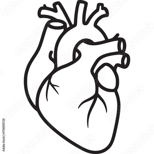 Anatomical heart isolated on white background represents health, medicine, and the circulatory system, symbolizing life, vitality, and the complexity of human anatomy and physiology