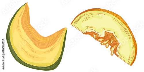 Melon fruit illustration, ripe cantaloupe vector, whole and sliced juicy tropical melon, fresh organic healthy food, summer dessert, vegetarian diet, hand drawn isolated clipart design.