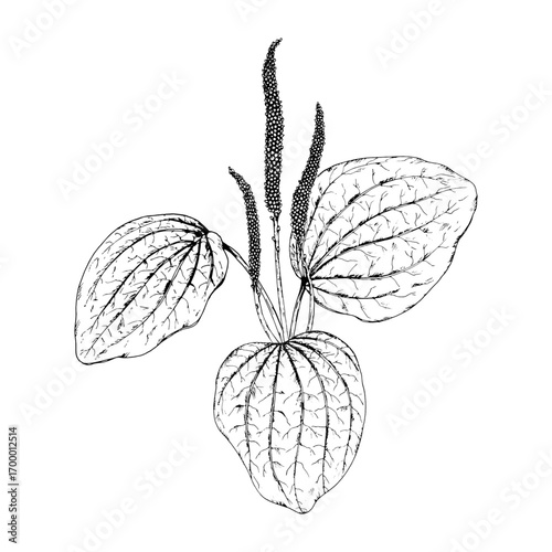 Hand drawn vector illustration of plantain Plantago major with ribbed leaves and upright spikes, botanical herb often used in natural medicine, tea, apothecary labels, organic cosmetics and eco design