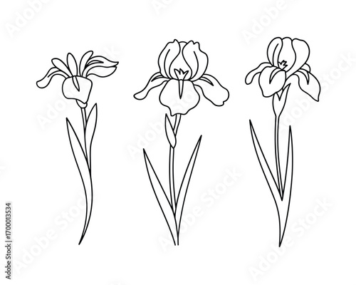 Elegant line art drawing of three iris flowers