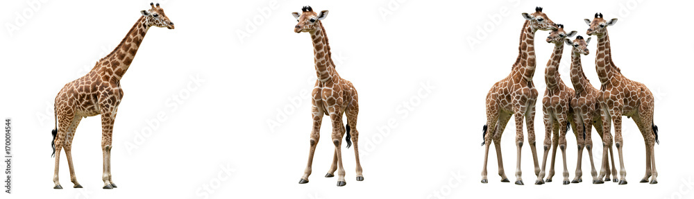 Obraz premium Majestic giraffes roam savanna, capturing wild Africa's serene beauty and natural wonder.