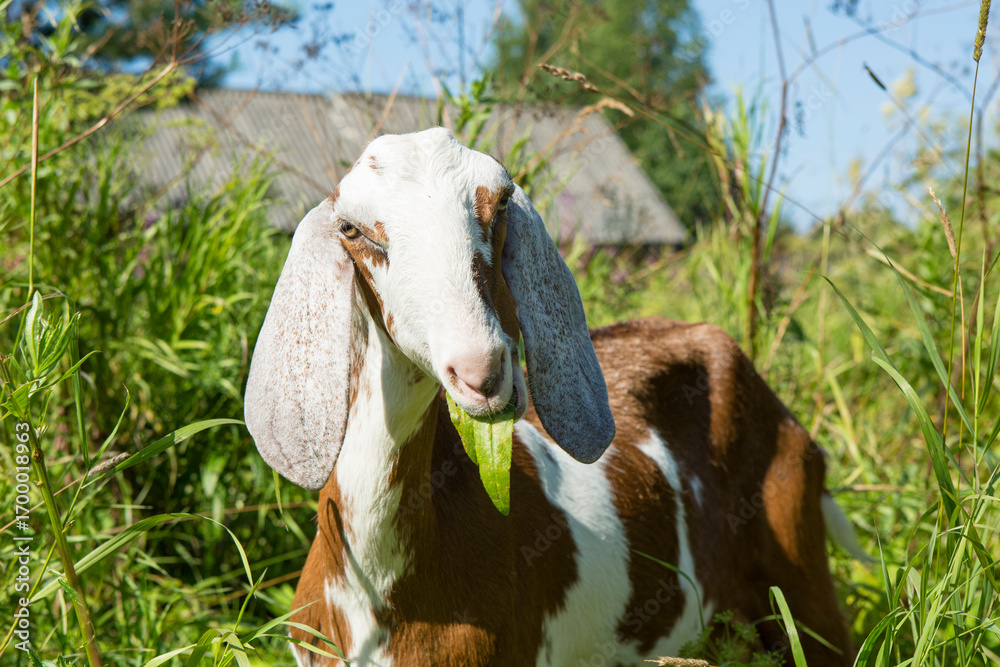 custom made wallpaper toronto digitalA goat with floppy ears chews on a leaf and looks ahead