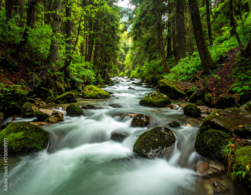 A flowing stream in a forest