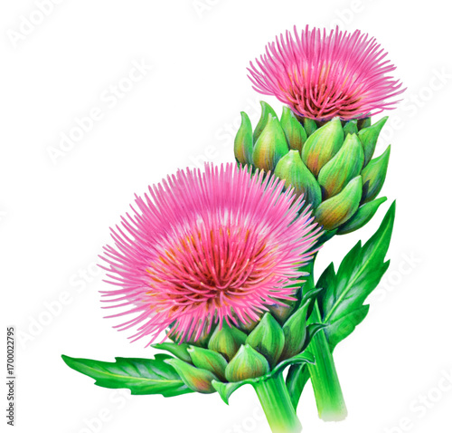 Airbrush Illustration aus den 1990er Jahren, mit zwei Artischocken Blüten