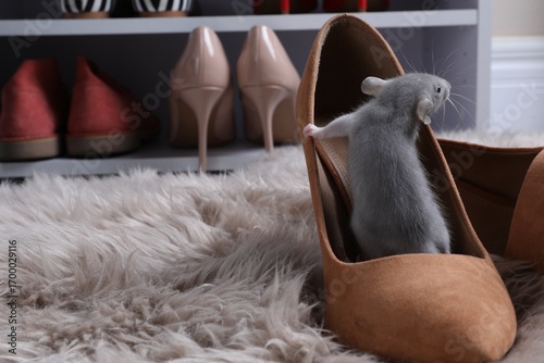 Cute grey rat in female shoe on fuzzy rug indoors. Space for text