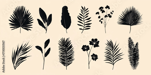 Botanical set of black leaves and flowers vintage illustration with different shapes on cream background