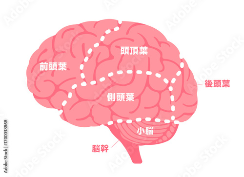 人の脳みその構造と部位名 (横から) ベクターイラスト