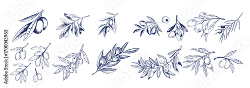 Hand drawn olive branches with leaves and berries ink sketches. For food and drink background