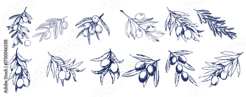 Hand drawn olive branches with leaves and berries ink sketches. For food and drink background