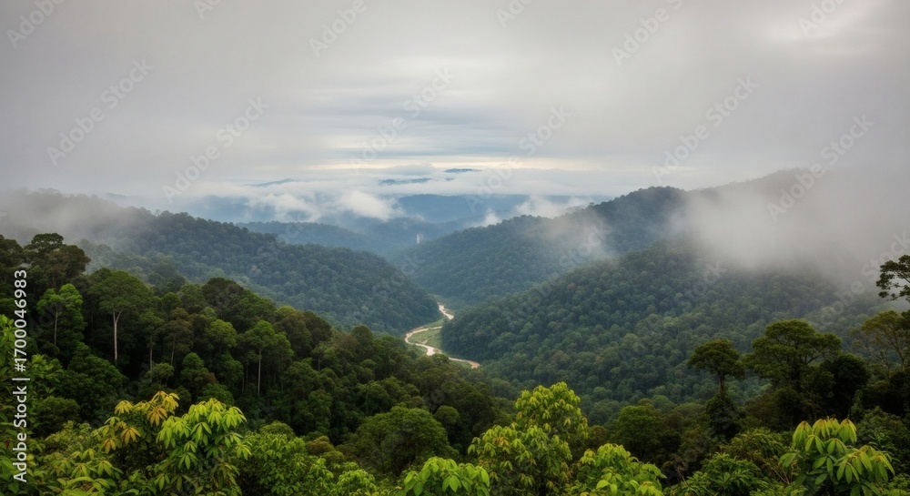 Obraz premium Misty rainforest valley with a winding river and rolling hills