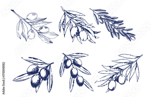 Hand drawn olive branches with leaves and berries ink sketches. For food and drink background