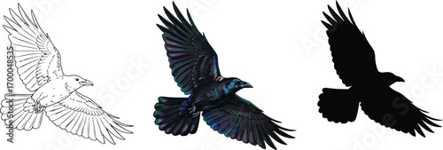 Vector art of three flying ravens, shown as a sketch, a color photograph, and a silhouette against a