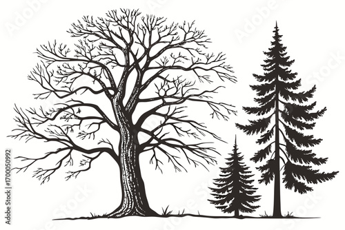 Illustration of deciduous and coniferous trees in black and white.